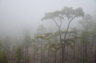 Kanarya Adası Ormanı Pinus kanaryası siste. Integral Inagua Doğal Rezervi. Büyük Kanarya. Kanarya Adaları. İspanya.