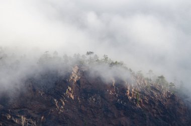 Kanarya Adası Ormanı Pinus kanaryası siste bir uçurumun kenarında. Integral Inagua Doğal Rezervi. Büyük Kanarya. Kanarya Adaları. İspanya.