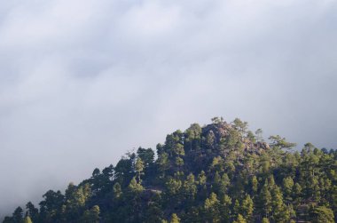 Kanarya Adası çam çamı kanaryasıyla kaplı dağ. Integral Inagua Doğal Rezervi. Büyük Kanarya. Kanarya Adaları. İspanya.