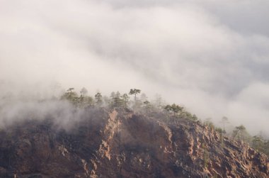 Kanarya Adası Ormanı Pinus kanaryası siste bir uçurumun kenarında. Integral Inagua Doğal Rezervi. Büyük Kanarya. Kanarya Adaları. İspanya.