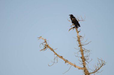 Kuzgun Corvus corax canariensis. Integral Inagua Doğal Rezervi. Tejeda. Büyük Kanarya. Kanarya Adaları. İspanya.