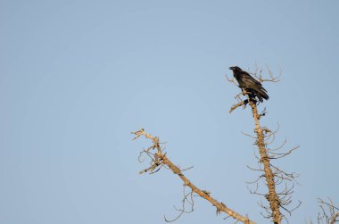 Kuzgun Corvus corax canariensis. Integral Inagua Doğal Rezervi. Tejeda. Büyük Kanarya. Kanarya Adaları. İspanya.