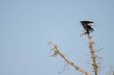 Kuzgun Corvus corax canariensis. Integral Inagua Doğal Rezervi. Tejeda. Büyük Kanarya. Kanarya Adaları. İspanya.
