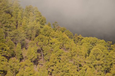 Kanarya Adası Ormanı Pinus kanaryası. Integral Inagua Doğal Rezervi. Büyük Kanarya. Kanarya Adaları. İspanya.