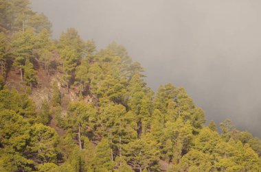 Kanarya Adası Ormanı Pinus kanaryası. Integral Inagua Doğal Rezervi. Büyük Kanarya. Kanarya Adaları. İspanya.