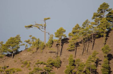 Kanarya Adası Ormanı 'ndaki Pinus kanaryası yamacın yamacında. Integral Inagua Doğal Rezervi. Büyük Kanarya. Kanarya Adaları. İspanya.