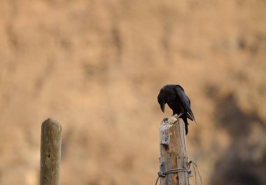 Kuzgun Corvus Corax Canariensis ve bir parça ekmek. Degollada del Aserrador. Tejeda. Büyük Kanarya. Kanarya Adaları. İspanya.