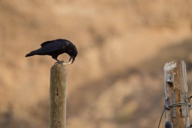 Common raven Corvus corax canariensis with a piece of bread. Degollada del Aserrador. Tejeda. Gran Canaria. Canary Islands. Spain. clipart