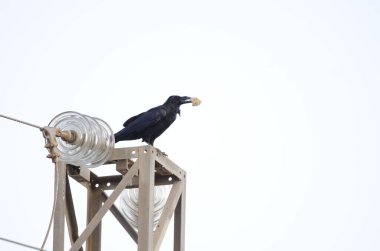 Yaygın bir kuzgun olan Corvus Corax Canariensis bir parça ekmek ile iletim kulesinde. Tejeda. Büyük Kanarya. Kanarya Adaları. İspanya.