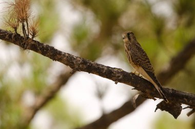 Dişi kerkenez Falco tinnunculus canariensis. Nublo Kırsal Parkı. Tejeda. Büyük Kanarya. Kanarya Adaları. İspanya.