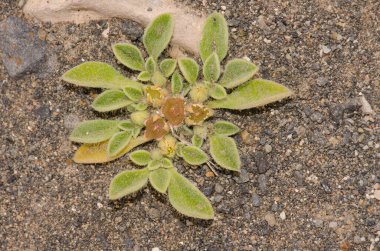 Aizoon kanaryasını dikin. Tias. Lanzarote. Kanarya Adaları. İspanya.
