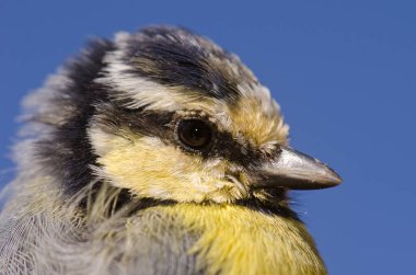 Juvenile African blue tit Cyanistes teneriffae hedwigii. Integral Natural Reserve of Inagua. Gran Canaria. Canary Islands. Spain. clipart