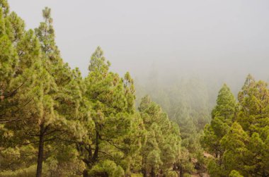 Kanarya Adası Ormanı Pinus kanaryası siste. Nublo Kırsal Parkı. Büyük Kanarya. Kanarya Adaları. İspanya.