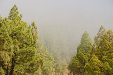 Kanarya Adası Ormanı Pinus kanaryası siste. Nublo Kırsal Parkı. Büyük Kanarya. Kanarya Adaları. İspanya.