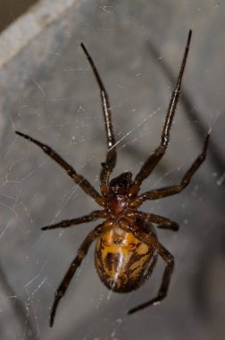Soylu dul Steatoda Nobilis. Büyük Kanarya. Kanarya Adaları. İspanya.