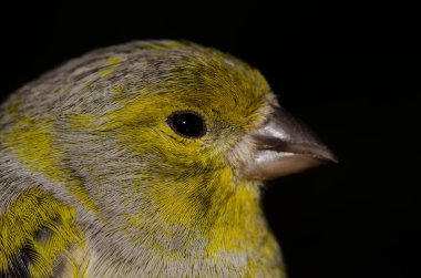 Atlantik kanaryası Serinus kanaryası. Erkek. La Lajilla. Nublo Kırsal Parkı. La Aldea de San Nicolas. Büyük Kanarya. Kanarya Adaları. İspanya.