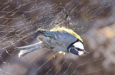 African blue tit Cyanistes teneriffae hedwigii captured in a mist net for bird banding. La Lajilla. La Aldea de San Nicolas. Gran Canaria. Canary Islands. Spain. clipart