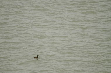 Avrupai Gulosus aristotelisi. Pointe du Grouin. Brittany. Fransa.