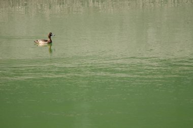 Tüylü ördek Aythya fuligula. Bir kadın arıyor. El Paso 'da. La Palma. Kanarya Adaları. İspanya.