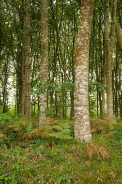 Meşe Ormanı Quercus Sp. Bir Coruna. Galiçya. İspanya.