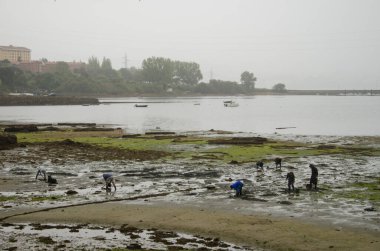 Ferrol nehrinde kabuklu deniz hayvanı toplayıcıları. Bir Coruna. Galiçya. İspanya.