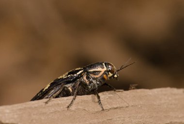Mücevher böceği Buprestis Bertheloti. Cueva Corcho. Valleseco 'da. Büyük Kanarya. Kanarya Adaları. İspanya.