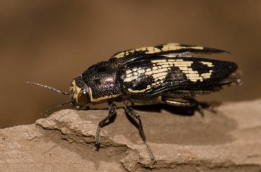 Mücevher böceği Buprestis Bertheloti. Cueva Corcho. Valleseco 'da. Büyük Kanarya. Kanarya Adaları. İspanya.