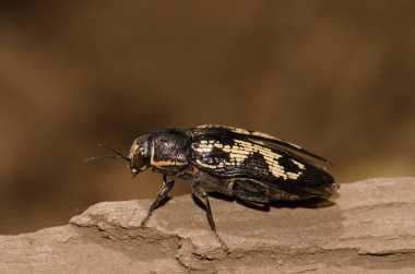 Mücevher böceği Buprestis Bertheloti. Cueva Corcho. Valleseco 'da. Büyük Kanarya. Kanarya Adaları. İspanya.
