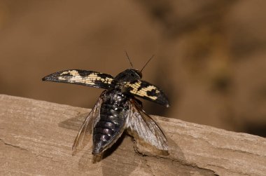 Jewel Beetle Buprestis Bertheloti uçmaya hazırlanıyor. Cueva Corcho. Valleseco 'da. Büyük Kanarya. Kanarya Adaları. İspanya.