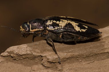 Jewel beetle Buprestis bertheloti wiping one of its eyes. Cueva Corcho. Valleseco. Gran Canaria. Canary Islands. Spain.
