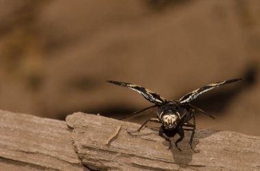 Jewel Beetle Buprestis Bertheloti uçmaya hazırlanıyor. Cueva Corcho. Valleseco 'da. Büyük Kanarya. Kanarya Adaları. İspanya.