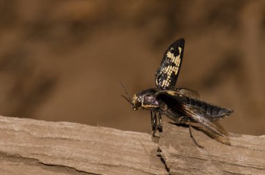 Jewel Beetle Buprestis Bertheloti uçmaya hazırlanıyor. Cueva Corcho. Valleseco 'da. Büyük Kanarya. Kanarya Adaları. İspanya.