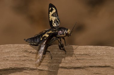Jewel Beetle Buprestis Bertheloti uçmaya hazırlanıyor. Cueva Corcho. Valleseco 'da. Büyük Kanarya. Kanarya Adaları. İspanya.