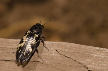Mücevher böceği Buprestis Bertheloti. Cueva Corcho. Valleseco 'da. Büyük Kanarya. Kanarya Adaları. İspanya.