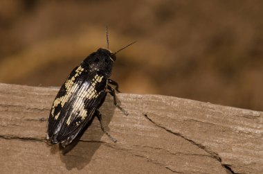 Mücevher böceği Buprestis Bertheloti. Cueva Corcho. Valleseco 'da. Büyük Kanarya. Kanarya Adaları. İspanya.