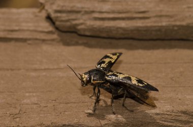Jewel Beetle Buprestis Bertheloti uçmaya hazırlanıyor. Cueva Corcho. Valleseco 'da. Büyük Kanarya. Kanarya Adaları. İspanya.