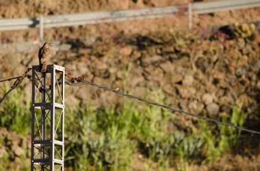 Common buzzard Buteo buteo insularum on a utility pole and African blue tit to its right. San Mateo. Gran Canaria. Canary Islands. Spain.
