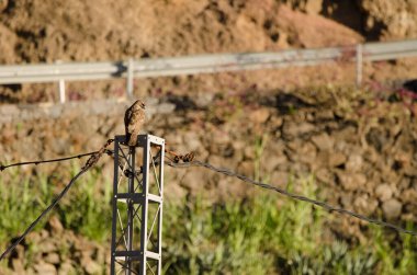 Elektrik direğindeki yaygın akbaba Buteo buteo insularum. San Mateo 'da. Büyük Kanarya. Kanarya Adaları. İspanya.