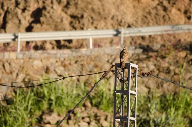 Elektrik direğindeki yaygın akbaba Buteo buteo insularum. San Mateo 'da. Büyük Kanarya. Kanarya Adaları. İspanya.