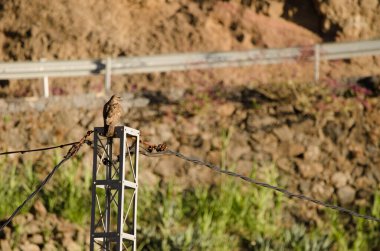 Elektrik direğindeki yaygın akbaba Buteo buteo insularum. San Mateo 'da. Büyük Kanarya. Kanarya Adaları. İspanya.