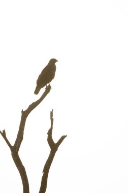 Common buzzard Buteo buteo insularum. San Mateo. Gran Canaria. Canary Islands. Spain.