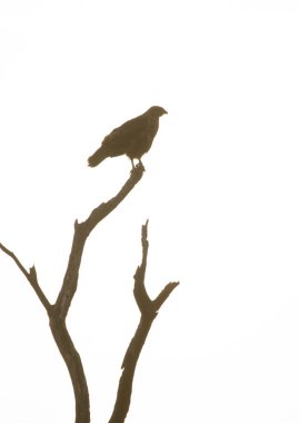 Common buzzard Buteo buteo insularum. San Mateo. Gran Canaria. Canary Islands. Spain.