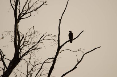 Yaygın akbaba Buteo buteo insularum şafakta bir okaliptüs ağacına tünedi. San Mateo 'da. Büyük Kanarya. Kanarya Adaları. İspanya.