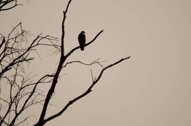 Yaygın akbaba Buteo buteo insularum şafakta bir okaliptüs ağacına tünedi. San Mateo 'da. Büyük Kanarya. Kanarya Adaları. İspanya.