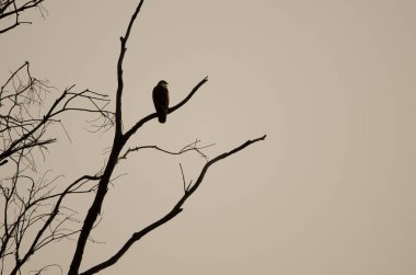 Yaygın akbaba Buteo buteo insularum şafakta bir okaliptüs ağacını çağırıyor. San Mateo 'da. Büyük Kanarya. Kanarya Adaları. İspanya.