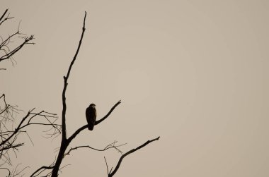 Yaygın akbaba Buteo buteo insularum şafakta bir okaliptüs ağacını çağırıyor. San Mateo 'da. Büyük Kanarya. Kanarya Adaları. İspanya.