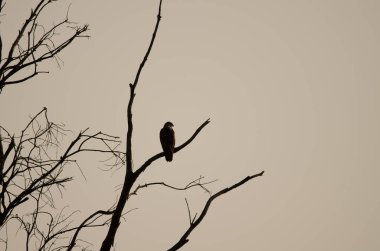 Yaygın akbaba Buteo buteo insularum şafakta bir okaliptüs ağacına tünedi. San Mateo 'da. Büyük Kanarya. Kanarya Adaları. İspanya.
