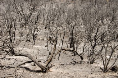 Çalı alanı yangınla harap oldu. Valsequillo. Büyük Kanarya. Kanarya Adaları. İspanya.