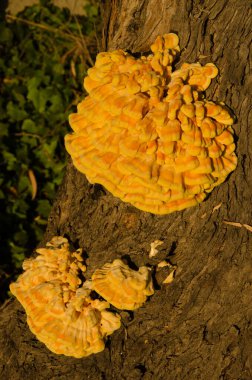 Bir ağaç gövdesinde sülfür poliporası Laetiporus sülfür. Büyük Kanarya. Kanarya Adaları. İspanya.