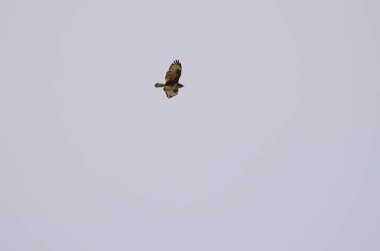 Uçarken sık görülen akbaba Buteo buteo insularum. Büyük Kanarya. Kanarya Adaları. İspanya.